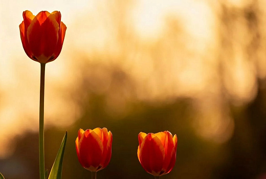 Розы, хризантемы и тюльпаны правят бал: на три цветка приходится 75% продаж в России