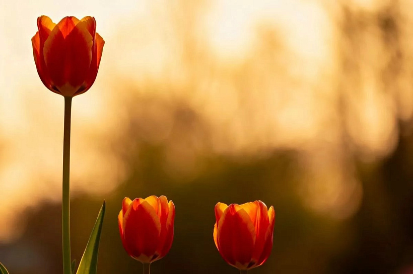 Розы, хризантемы и тюльпаны правят бал: на три цветка приходится 75% продаж в России