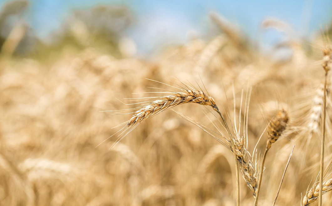 Золотое зерно: чем обогатит организм пшеница