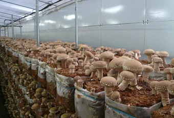 Как вырастить грибы дома