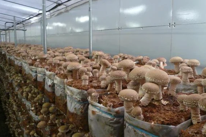 Как вырастить грибы дома