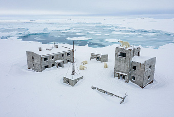 Белые медведи заселили заброшенную метеостанцию на острове Колючин