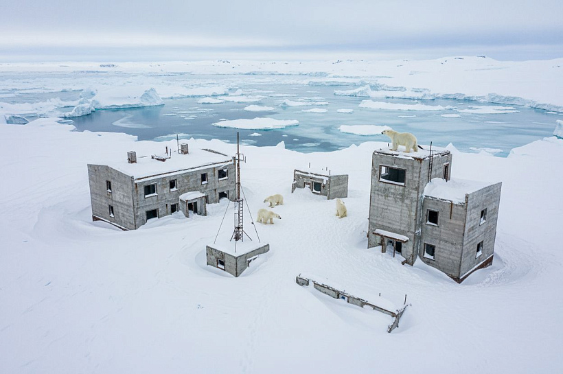 Белые медведи заселили заброшенную метеостанцию на острове Колючин