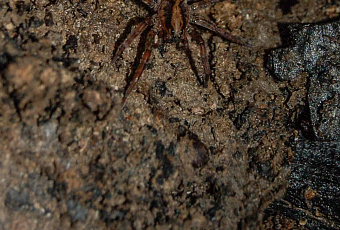 Ученые впервые нашли и описали самку паука Крифоэка талери на Кубани