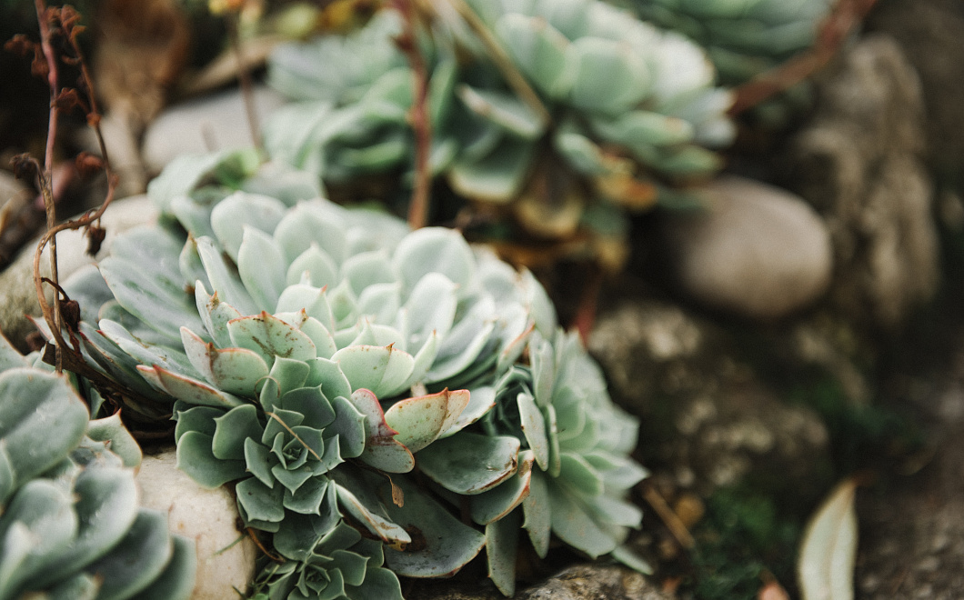 Для самых занятых: эти растения украсят дом и не потребуют много внимания