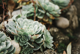 Для самых занятых: эти растения украсят дом и не потребуют много внимания