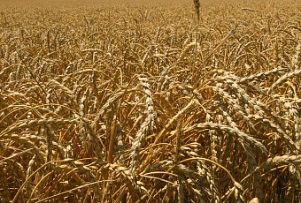 Кубанские ученые создали первый в мире биопрепарат от фузариоза зерновых