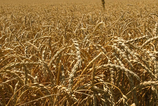 Кубанские ученые создали первый в мире биопрепарат от фузариоза зерновых