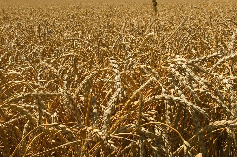 Кубанские ученые создали первый в мире биопрепарат от фузариоза зерновых