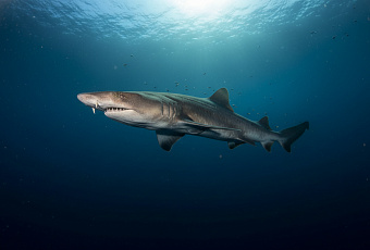 Редкая акула, исчезнувшая на полвека, внезапно появилась в океане