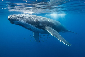 Самые тяжелые животные на Земле: от синих китов до слонов