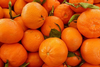 Более 12 тысяч тонн мандаринов из Абхазии проверил Россельхознадзор в Сочи