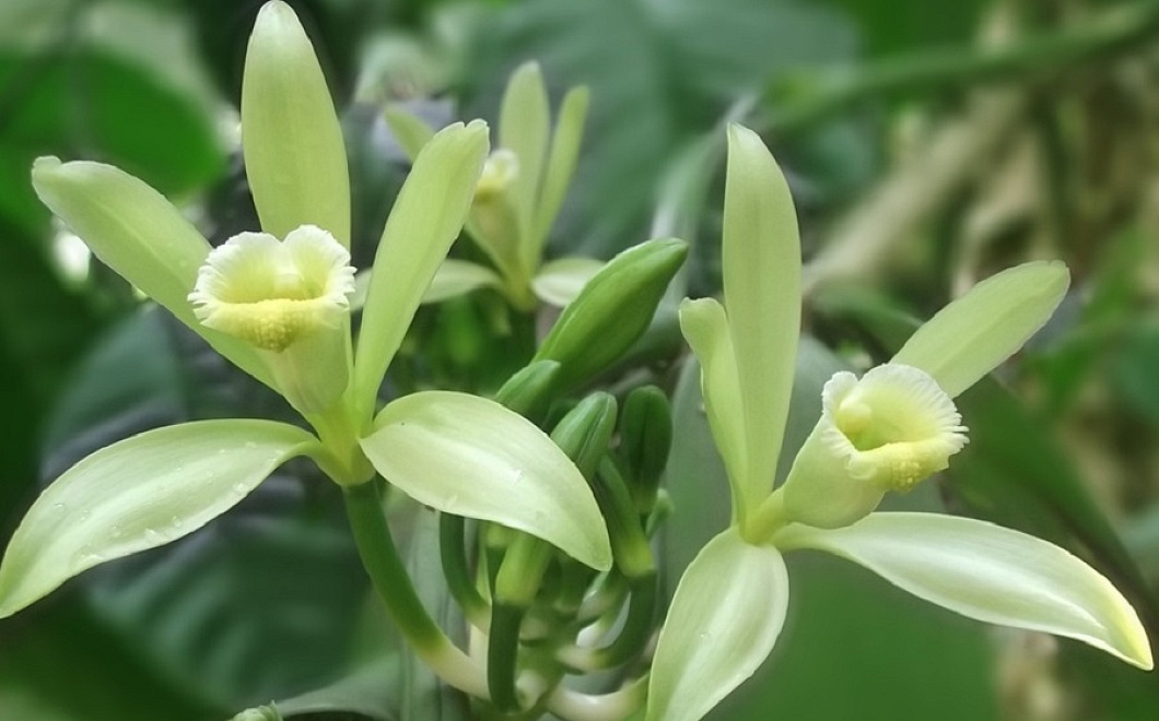 Красота-то какая! Как стать моложе и эффектнее с помощью ванили