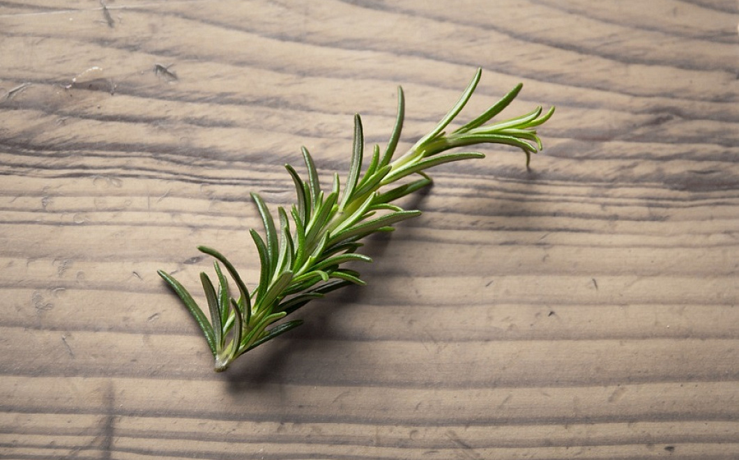 Возраст отступает: розмарин предотвращает старение