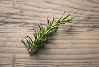 Возраст отступает: розмарин предотвращает старение