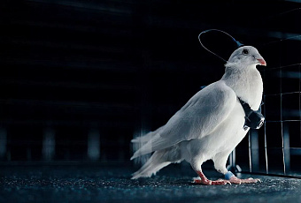 В России создали первых голубей-биодронов с управлением через нейрочипы