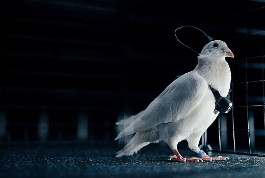 В России создали первых голубей-биодронов с управлением через нейрочипы