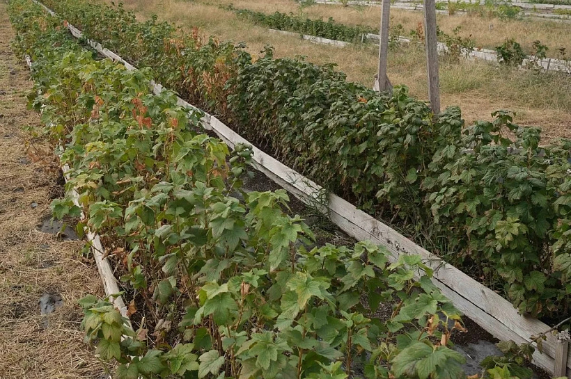 Спрос на дренаж участков у кубанских дачников вырос на 47% из-за переувлажнения почвы